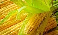 Corn/Maize