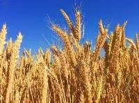 Wheat