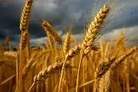 Barley