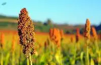Sorghum