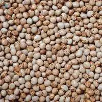 Pigeon Peas