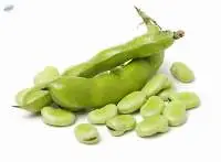 Field Beans