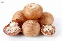 Betel Nut