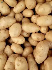 Potato