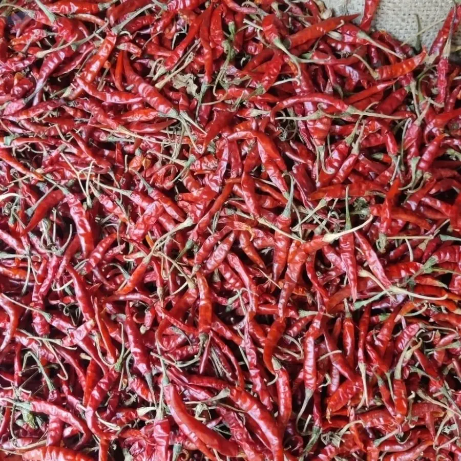 Red Chilli