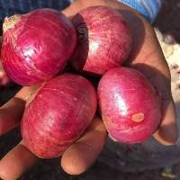 Fresh Red Onion