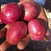 Fresh Red Onion