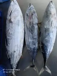 Skipjack Tuna