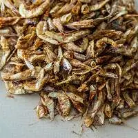 Dried Crayfish