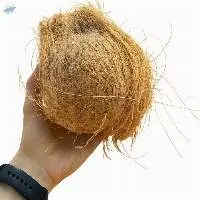 Semi Husked Coconut