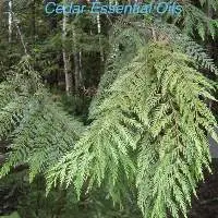 Cedar Leaf Oil