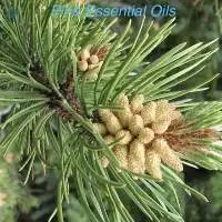 Pine Essential Oils