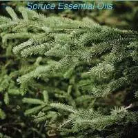 Spruce Essential Oil