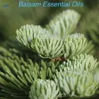 Balsam Essential Oil