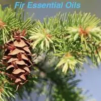 Fir Essential Oil