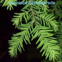 Hemlock Essential Oil