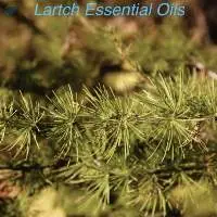 Western Larch Essential Oils
