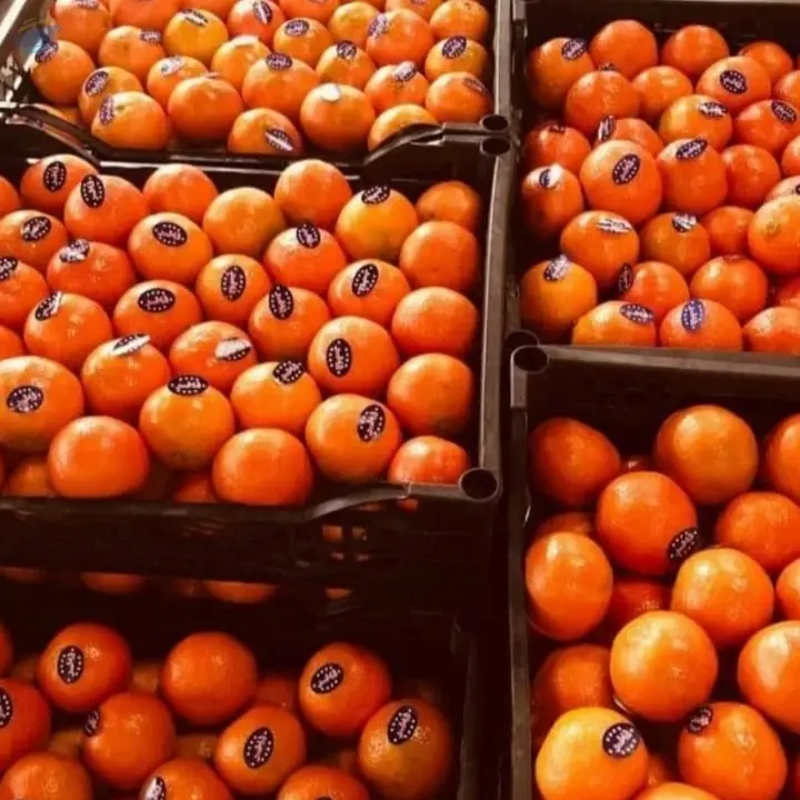 Valencia Oranges