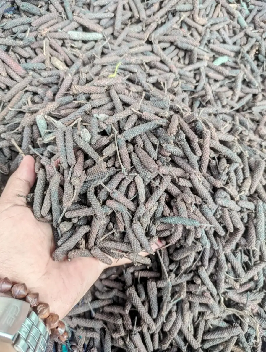 Spices - Long Pepper