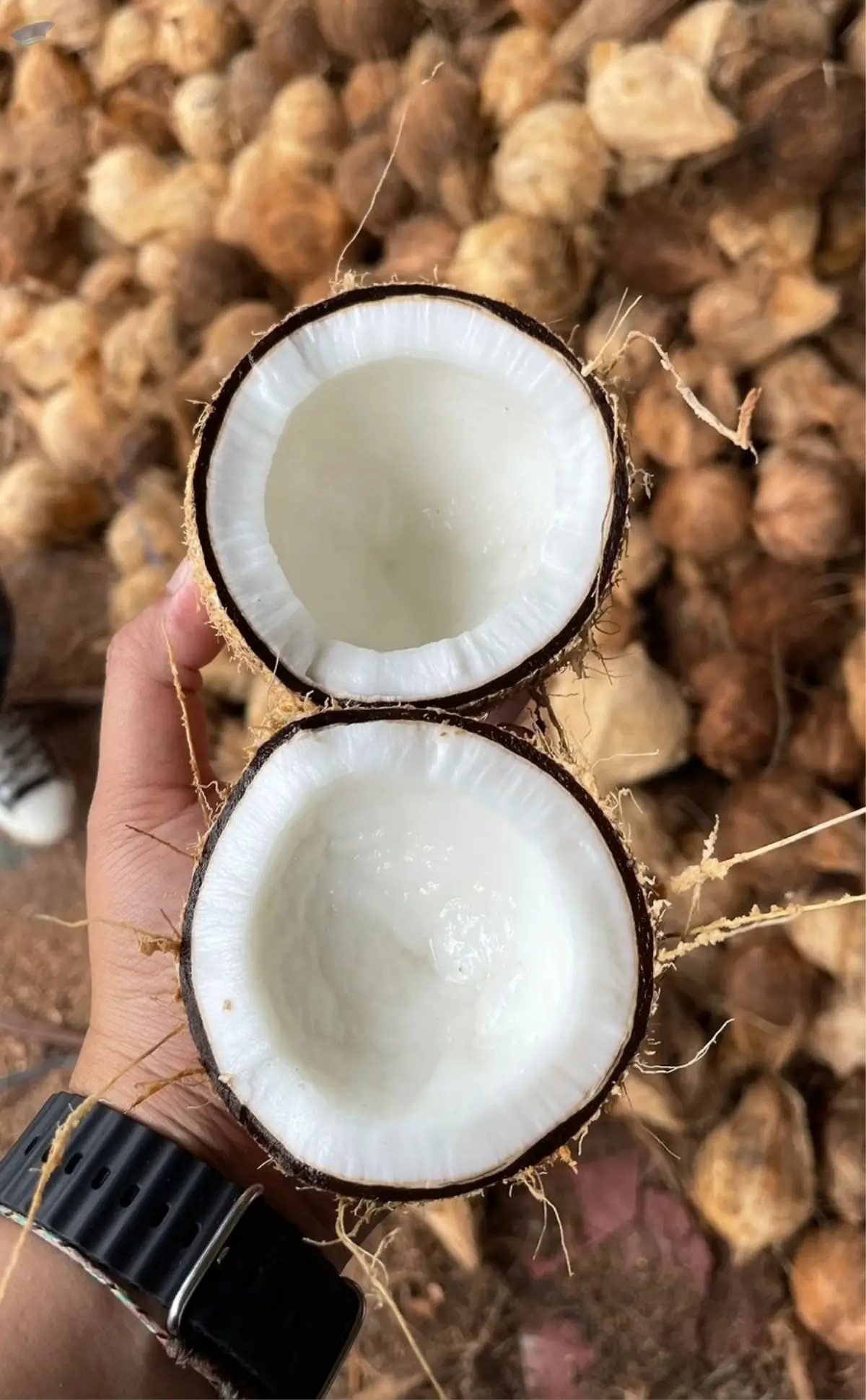 Semi Husked Coconut