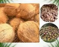 Dehusked Coconut