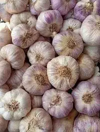 garlic and onions