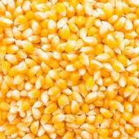 White & Yellow Maize
