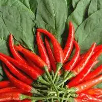 Birds Eye Chili