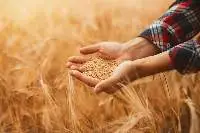 Wheat