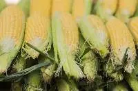 Corn