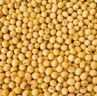 Soybean Seeds