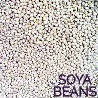 Soybean Seed