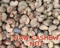 Raw Cashew Nut