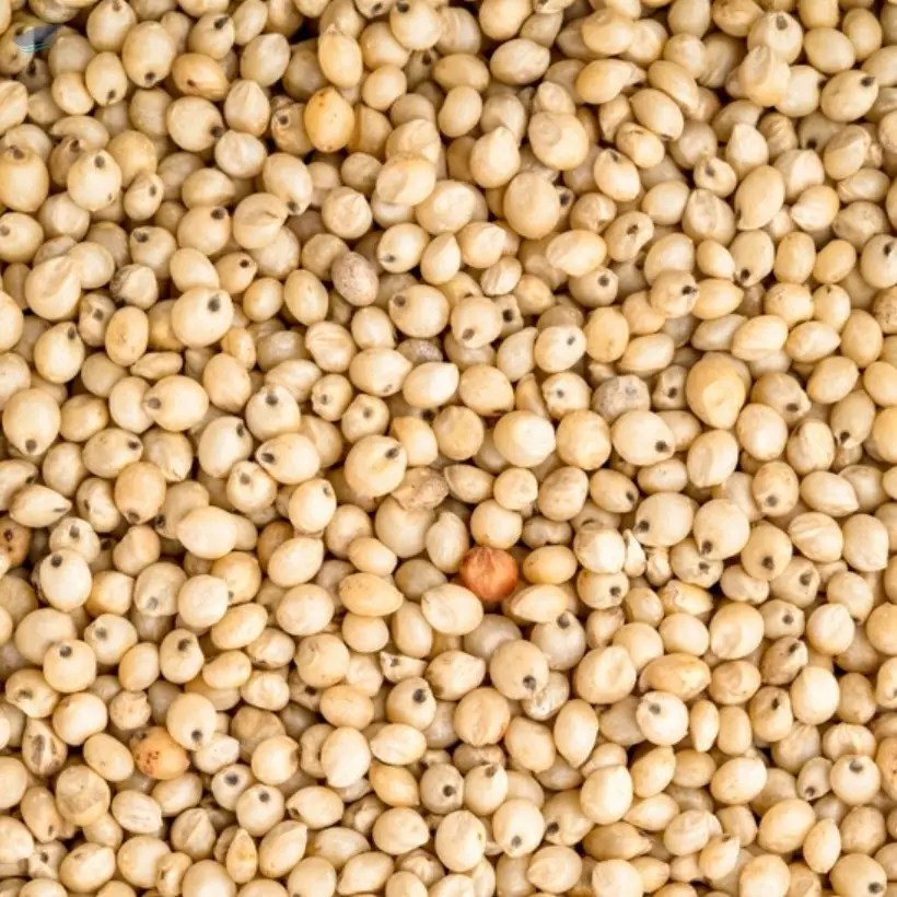 White Sorghum (Jowar)