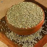 Pearl Millet