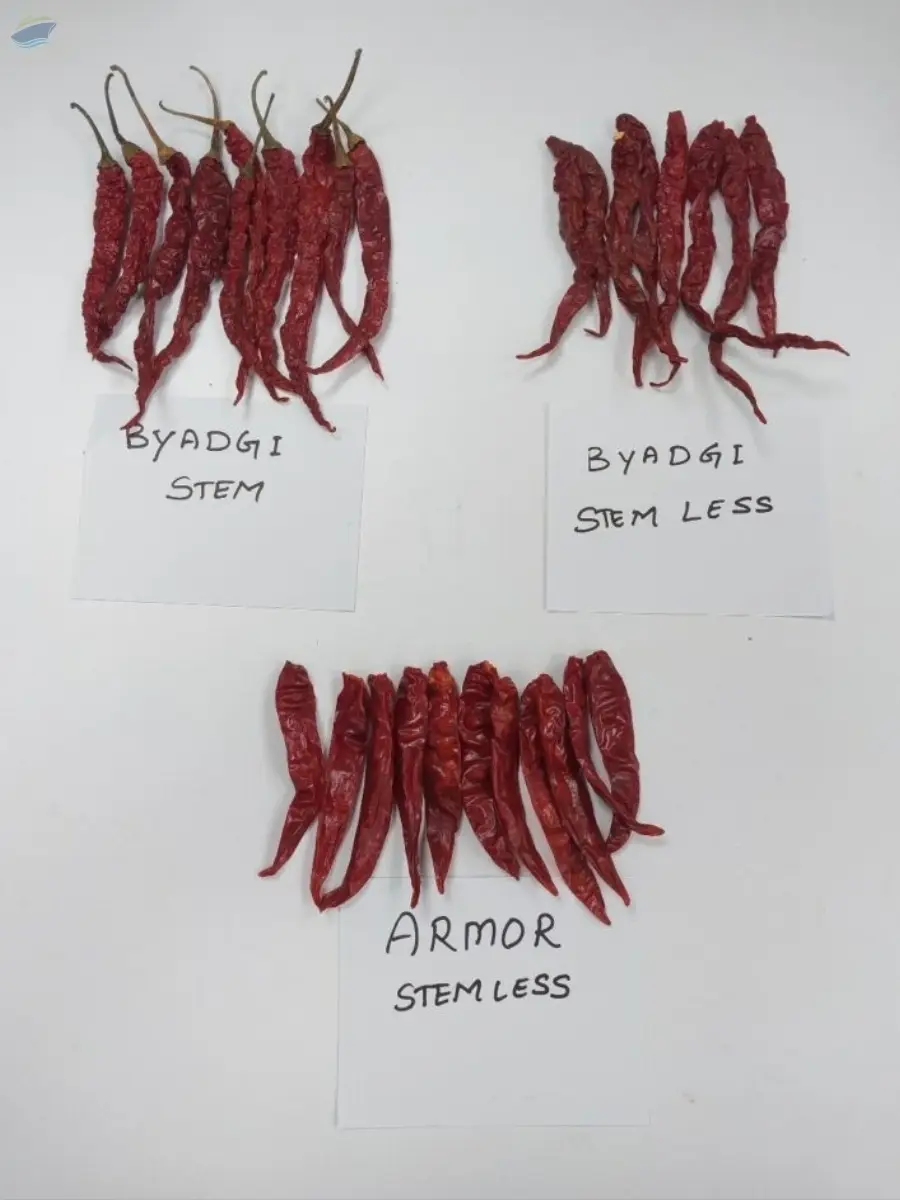 BYADGI (STEM / STEMLESS)