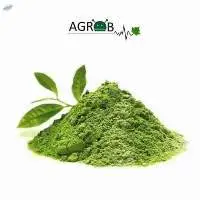 Green Tea Extract