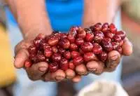 Geisha Coffee