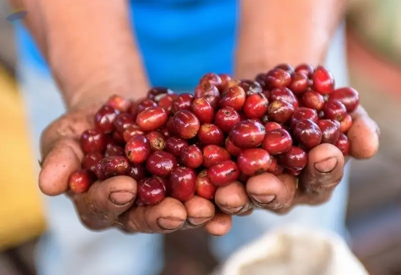 Geisha Coffee