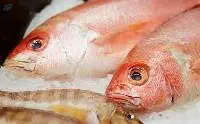 Seafood / Shrimp / Lobster / Fish