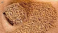 Soybean