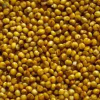Kodo Millet for Bird food