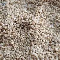 Barnyard Millets For Bird Feed