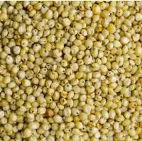 Sorghum Millets for Bird Feed