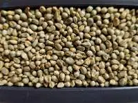 Pearl Millets for Bird Feed