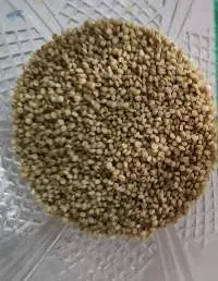 Brown Top Millets