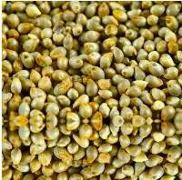 Pearl Millets