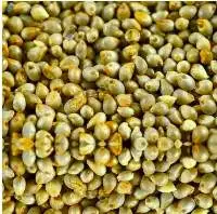 Pearl Millets