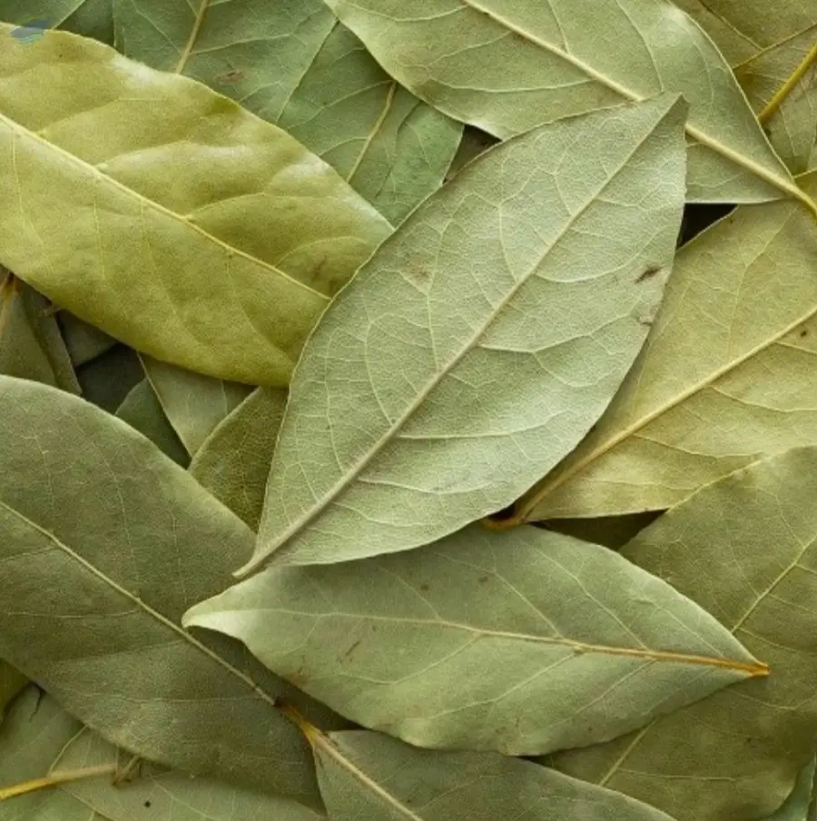 High Quality Indian Bay Leaves