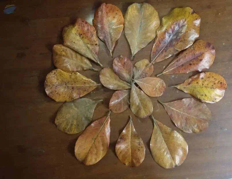 Dried Terminalia Catappa Indian Almond Leaves